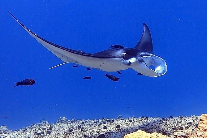 6 Passenger Maximum Manta Ray Night Snorkel in Kailua-Kona, HI - Tour Highlights