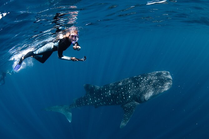 7 Hours Off Peak Whale Shark and Ningaloo Reef Tour in Exmouth - Reviews and Ratings