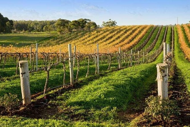 8-Hour Mclaren Vale Winery Tour From Adelaide - Sum Up