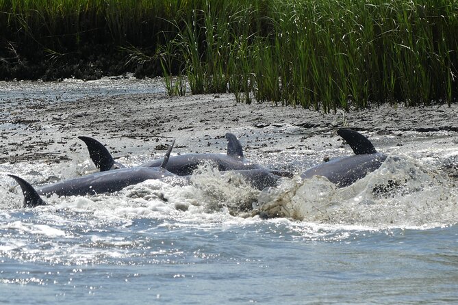 90-Minute Private Dolphin Tour in Hilton Head Island - Additional Information