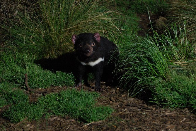 After Dark Tasmanian Devil Feeding Tour at Cradle Mountain - Traveler Reviews