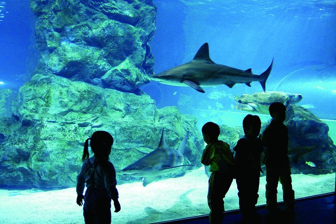 Afternoon Coex Aquarium, Han River Cruise Tour - Additional Information and Resources