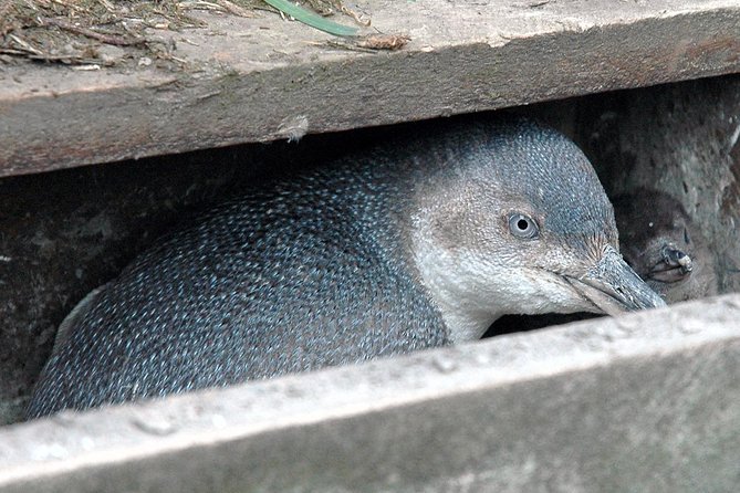 Akaroa and Banks Peninsula Wild Penguins Tour - Tour Inclusions