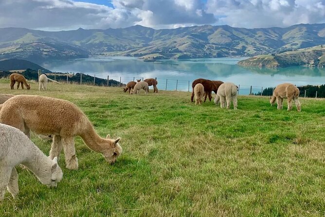 Akaroa Day Tour From Christchurch - Additional Information and Resources