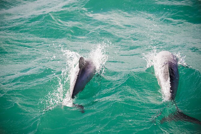 Akaroa Private Day Tour From Christchurch (Carbon Neutral) - Cancellation Policy Details