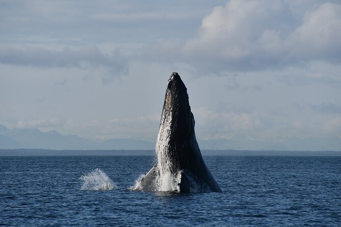 Alaska Whale-Watching Cruise With Live Drone Footage  - Hoonah - Customer Feedback