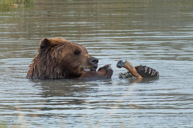 Alaska Wildlife Day Tour With Free Hotel Pickup - Booking Details