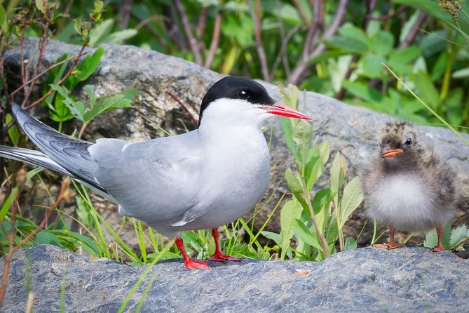 Alaska Wildlife Tour - Tour Logistics and Inclusions