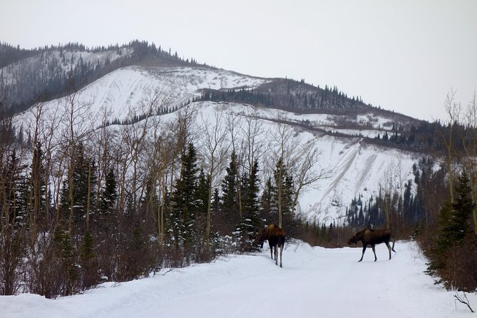 Alaskan Back Country Side by Side ATV Adventure With Meal - Pricing and Reviews