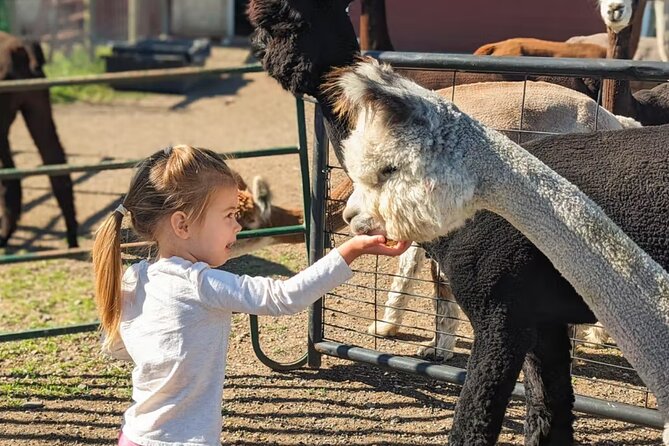 Alpaca and Llama Farm Tour - Location and Booking