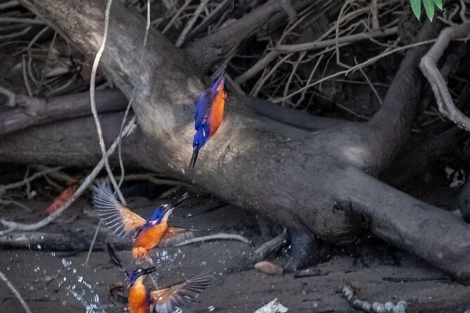 Amazing Daintree Rainforest Tour Waterfall Hike, Lunch, Swim & Crocodile Cruise - Tour Add-Ons