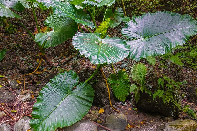 Angelic Stream Trekking (Departure With 4 People) - Pricing and Departure Details