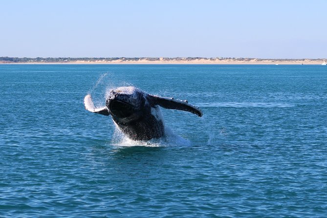 AOC Whale Watching From Broome - Tour Highlights and Accessibility
