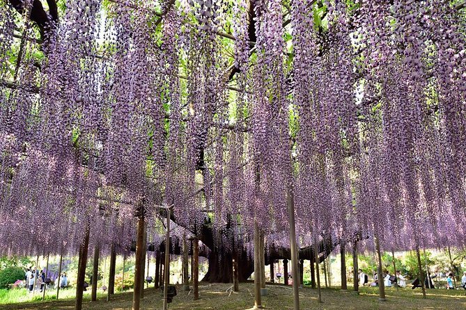 Ashikaga Flower Park Private Day Tour - Booking and Contact Information