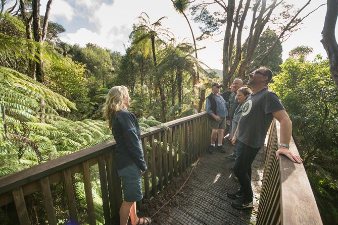 Auckland City Highlights, Afternoon Piha Beach & Rainforest Tour - Giant Kauri Trees Encounter