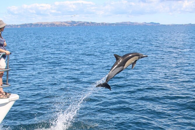 Auckland Dolphin and Whale Watching Eco-Safari Cruise - Cancellation and Refund Policy