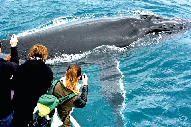 Augusta Whale Watching Eco Tour - Additional Information