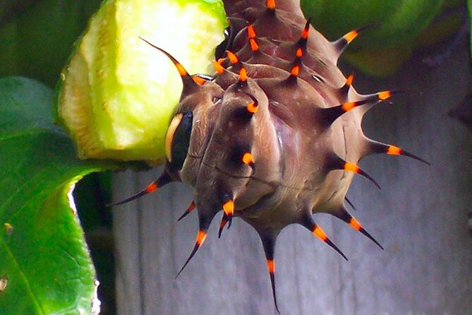 Australian Butterfly Sanctuary - Traveler Reviews and Support