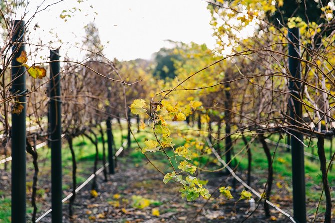 Australian Wine Discovery Tour Ticket - Additional Information