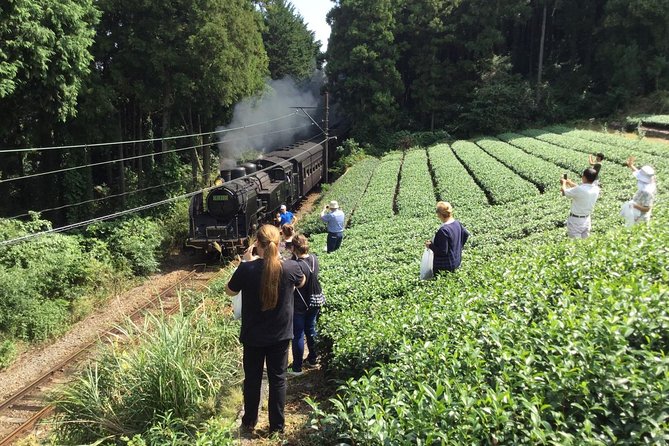 Authentic Japanese Tea Tasting at a Tea Plantation in Shimada - Crossing Horai Bridge