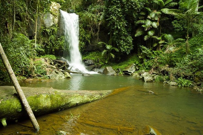 Barefoot Luxury Mount Tamborine Winery Tour From Gold Coast - Convenient Pickup and Transportation