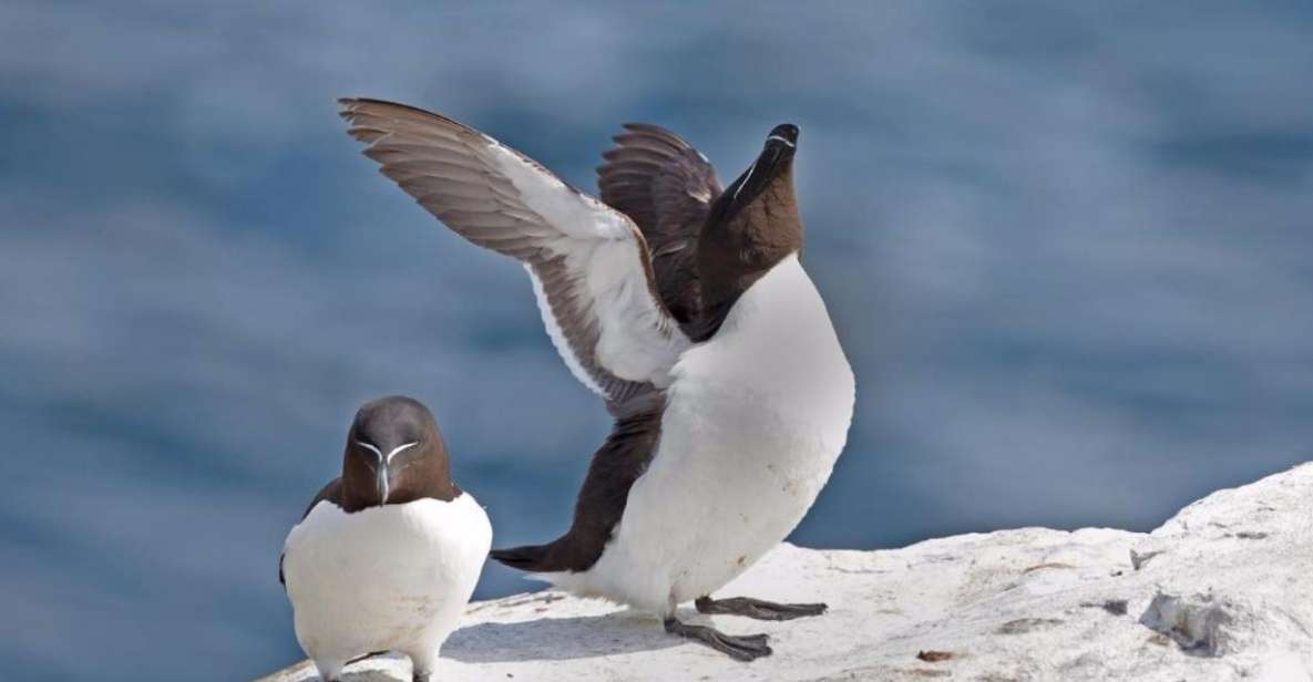 Berthier-sur-Mer: Razorbill Penguin Observation Cruise - Full Description