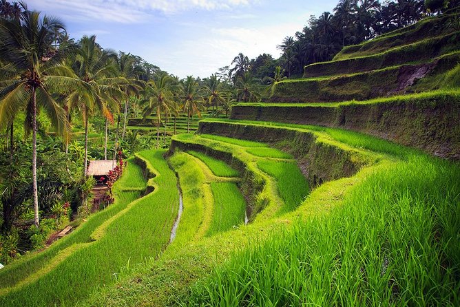 Best Of Ubud Tour: UNESCO Rice Terrace With Jungle Swing - Pricing Information