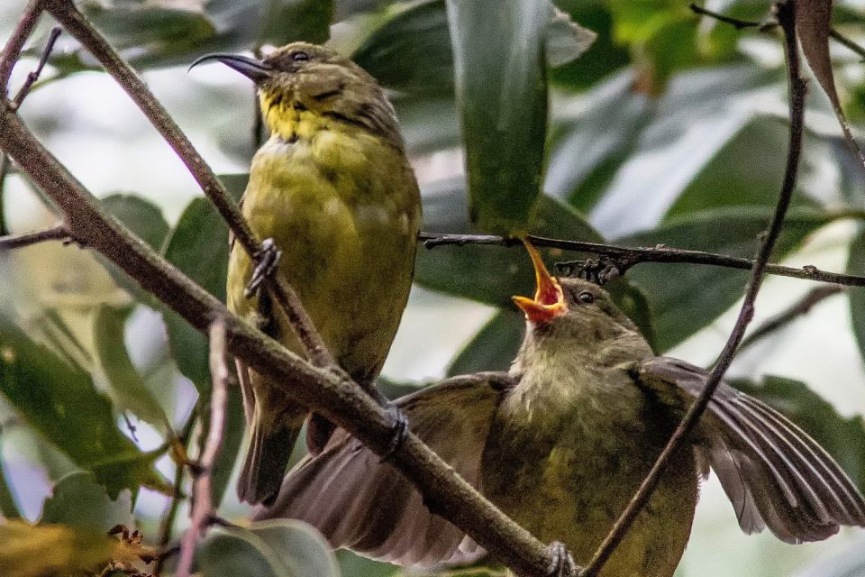 Big Island: Native Bird Watching & Hiking Tour - Tour Description