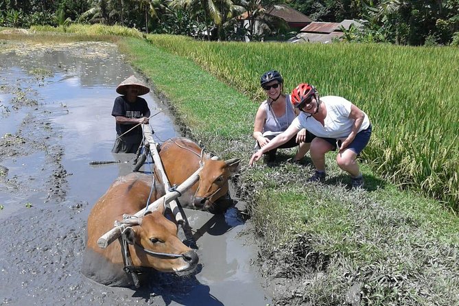 Bike Ride in the Rice Fields, Bali Countryside - Common questions