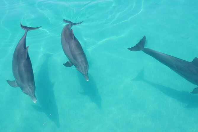 Biologist-Guided Adventure: Dolphin Watching and Key West Reefs - Snorkeling Adventure