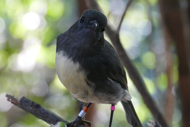 Bird Watching and Dolphin Eco-Tour From Picton - Motuara Island Bird Sanctuary