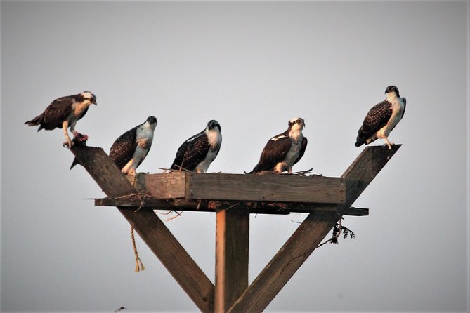 Birding By Boat on the Osprey - Sum Up