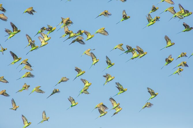 Birds of the Pilbara: Guided Birdwatching Walk, Roebourne  - Karratha - Cancellation Policy