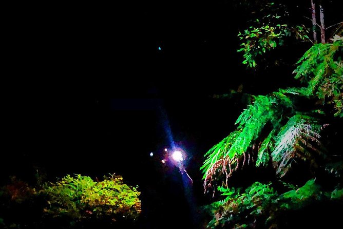 Blue Mountains Hiking Glow Worms Cave Wildlife Spotlighting Night Adventure - Personalized Small Group Experience