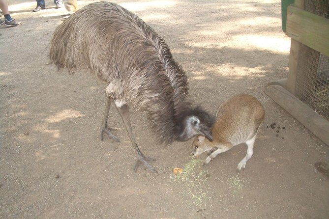 Blue Mountains PRIVATE Day Tour With Wildlife Park. - Important Information to Note