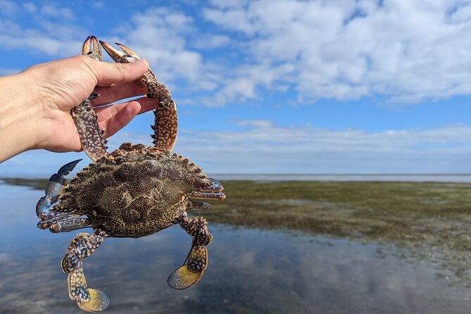 Blue Swimmer Crab Catch and Dine (At the Restaurant) - Health Benefits of Blue Swimmer Crabs