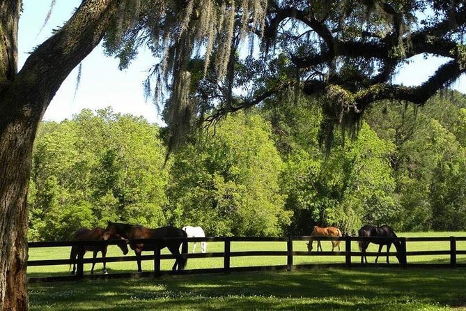 Boone Hall Plantation All-Access Admission Ticket - Visitor Experience and Reviews