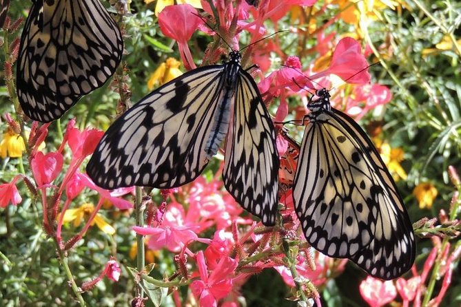Butterfly Rainforest at Florida Museum of Natural History Ticket - Accessibility and Visitor Amenities