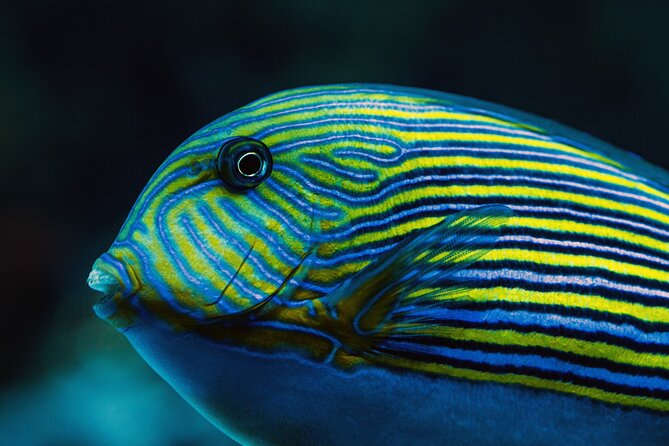 Cairns Aquarium by Twilight Tour - Traveler Media