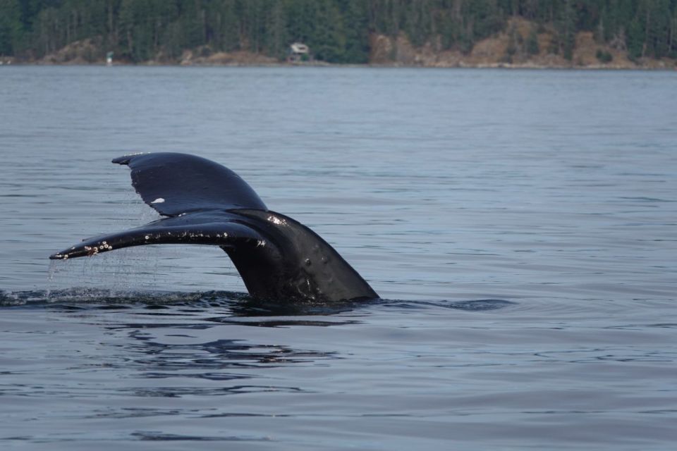 Campbell River: 6-Hour Whale Watching Boat Tour - Customer Reviews