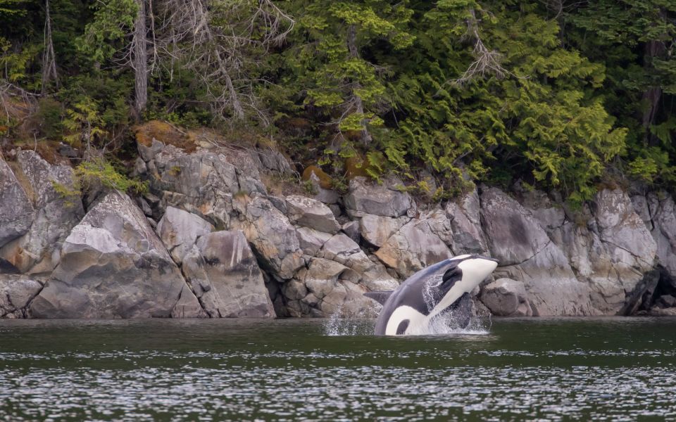 Campbell River: Discovery Passage Wildlife Zodiac Boat Tour - Visitor Feedback