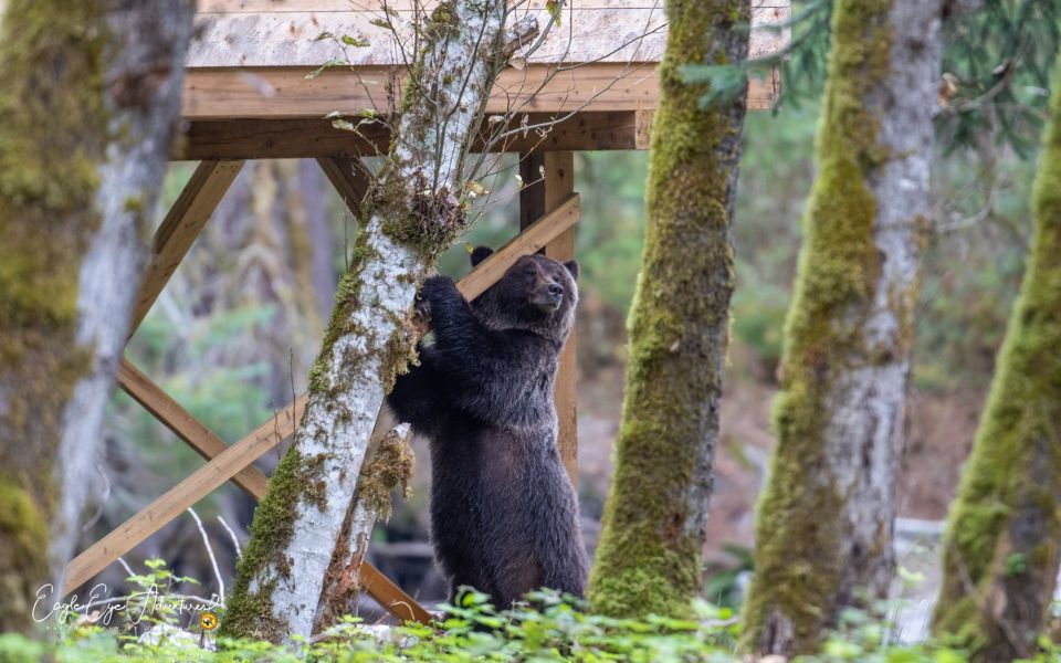 Campbell River: Full-Day Grizzly Bear Tour - Participant Booking and Information