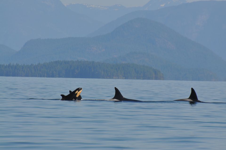 Campbell River: Kayaking and Whale Watching Tour - Booking Details