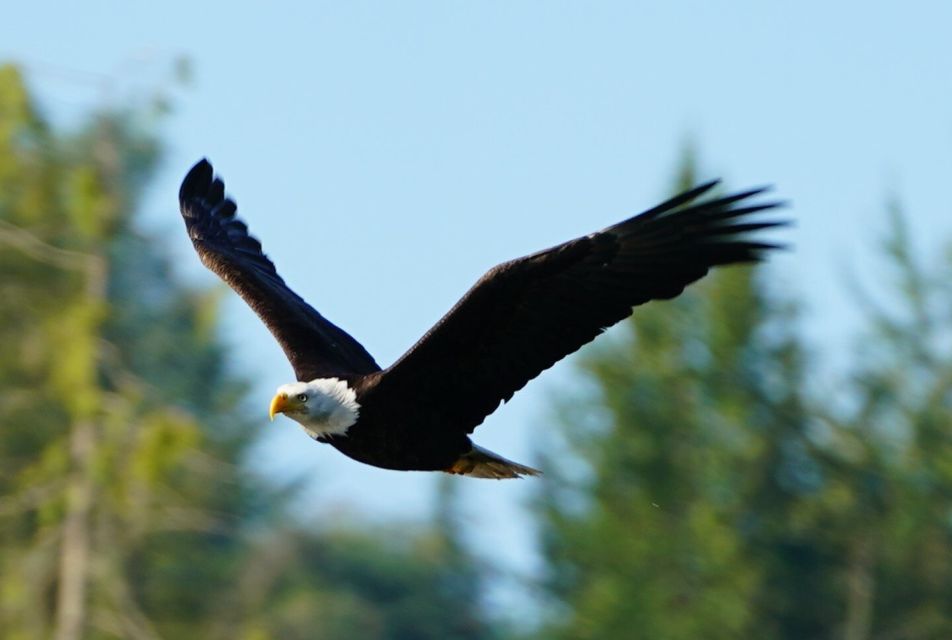 Campbell River: Salish Sea Whale Watching Adventure - Important Information