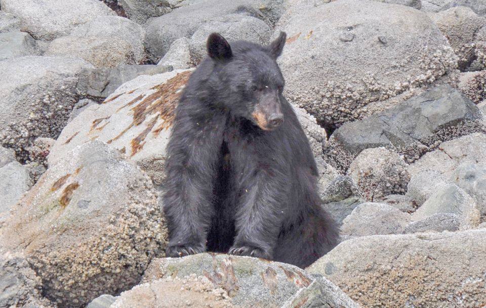 Campbell River: Spring Bear Watching & Waterfalls Boat Tour - Additional Information