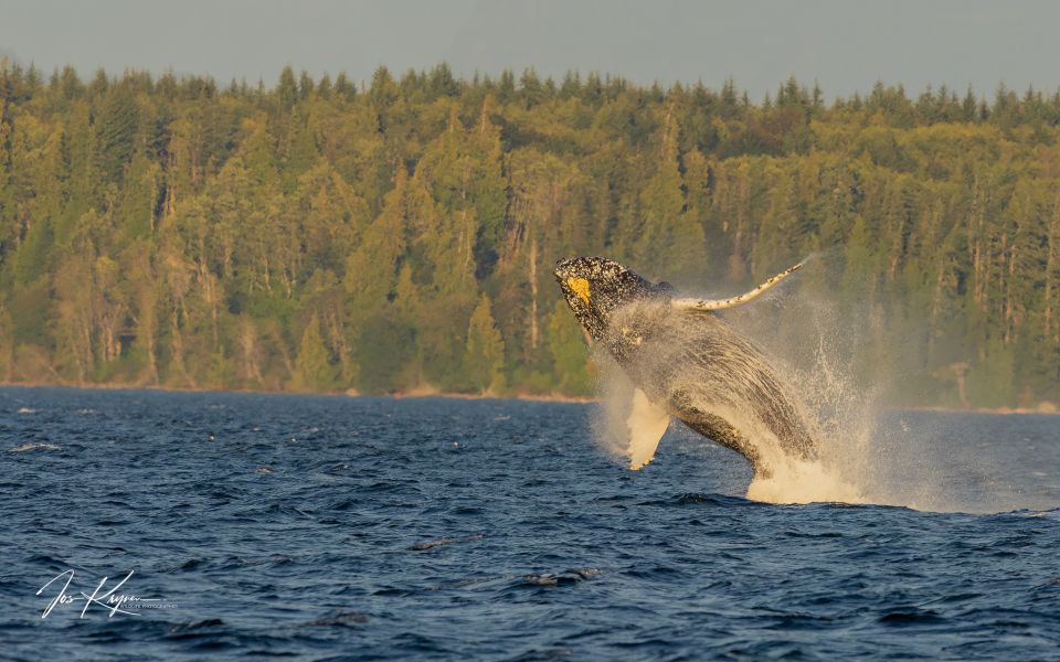Campbell River: Whale Watching Zodiac Boat Tour With Lunch - Activity Details