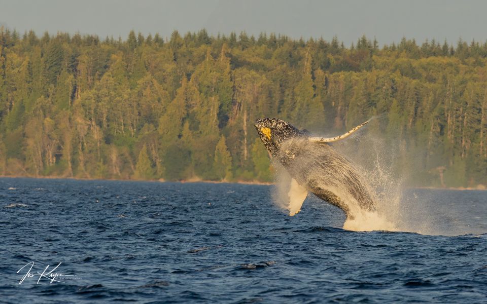 Campbell River: Whale Watching Zodiac Boat Tour With Lunch