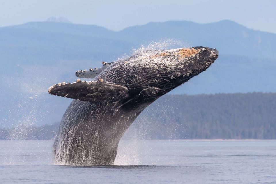 Campbell River: Whale & Wildlife Discovery Cruise - Sum Up