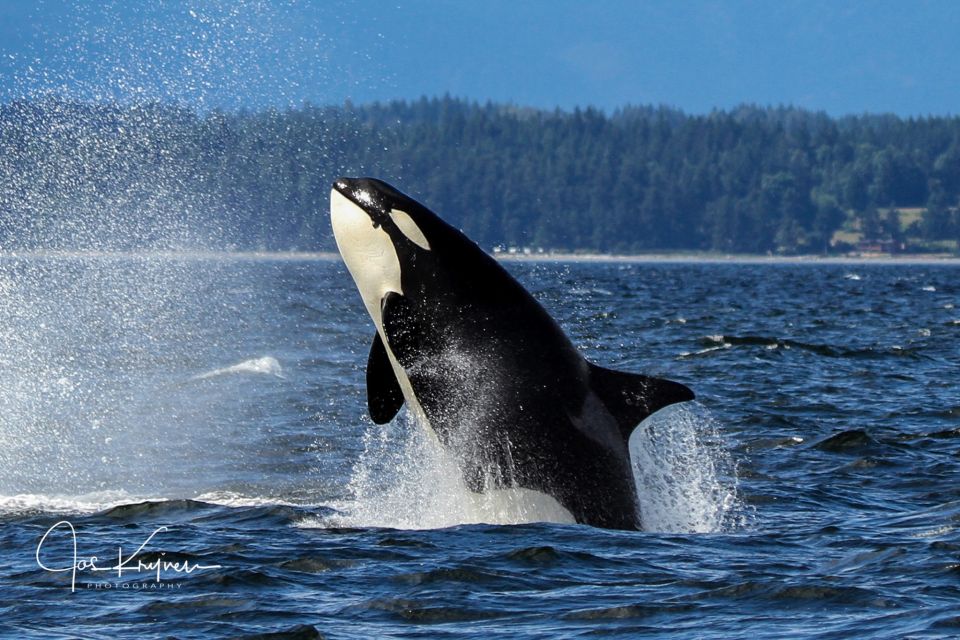 Campbell River: Wildlife Tour by Covered Boat - Customer Reviews