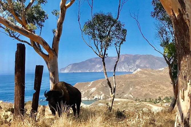 Catalina Island Cape Canyon Off-Road H1 Hummer Tour With Lunch - Safety Measures